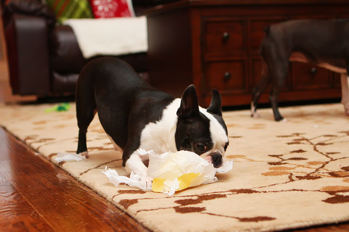 Miley and Howie Boston Terrier Christmas Miley and Howie Boston Terrier Christmas