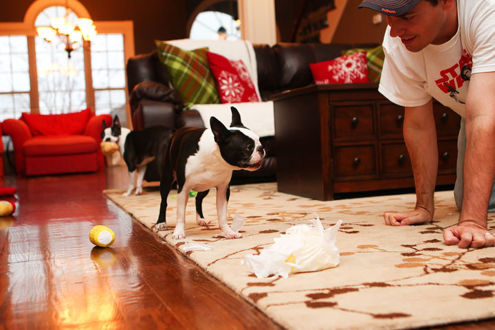 Miley and Howie Boston Terrier Christmas Miley and Howie Boston Terrier Christmas