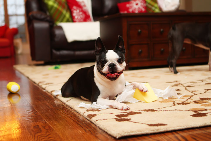 Miley and Howie Boston Terrier Christmas Miley and Howie Boston Terrier Christmas