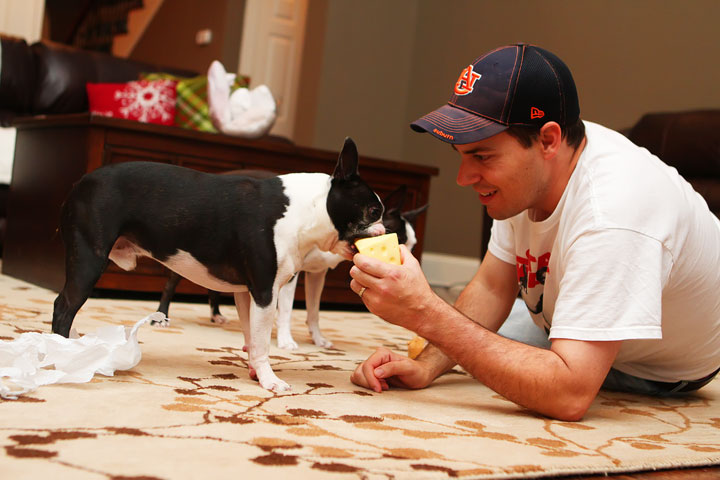 Miley and Howie Boston Terrier Christmas Miley and Howie Boston Terrier Christmas