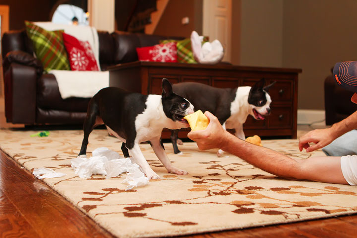 Miley and Howie Boston Terrier Christmas Miley and Howie Boston Terrier Christmas