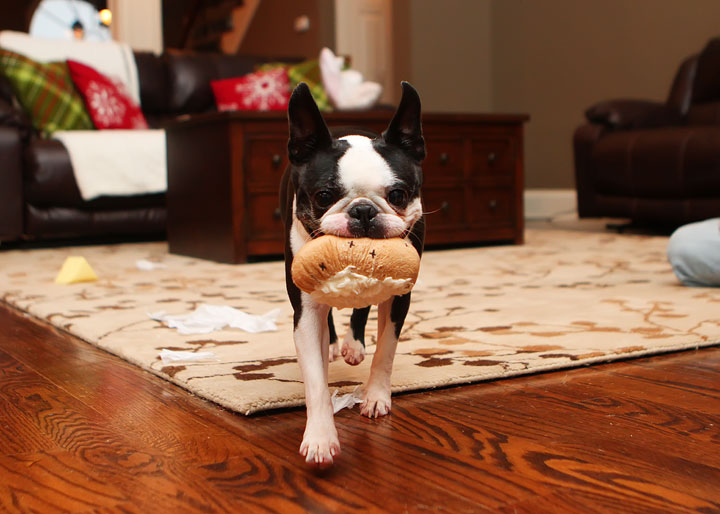 Miley and Howie Boston Terrier Christmas Miley and Howie Boston Terrier Christmas
