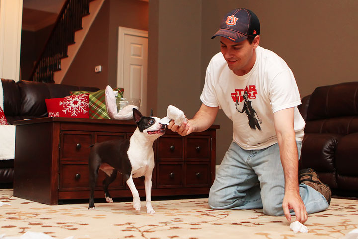 Miley and Howie Boston Terrier Christmas Miley and Howie Boston Terrier Christmas