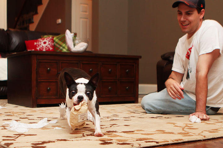 Miley and Howie Boston Terrier Christmas Miley and Howie Boston Terrier Christmas