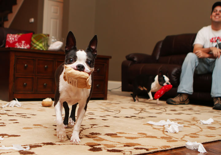 Miley and Howie Boston Terrier Christmas Miley and Howie Boston Terrier Christmas