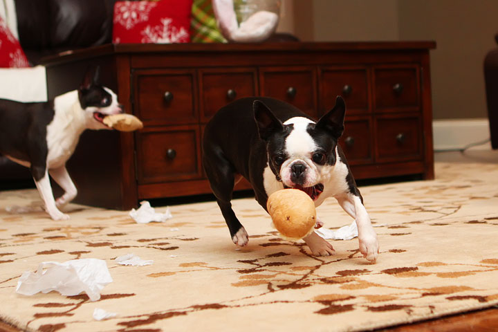 Miley and Howie Boston Terrier Christmas Miley and Howie Boston Terrier Christmas