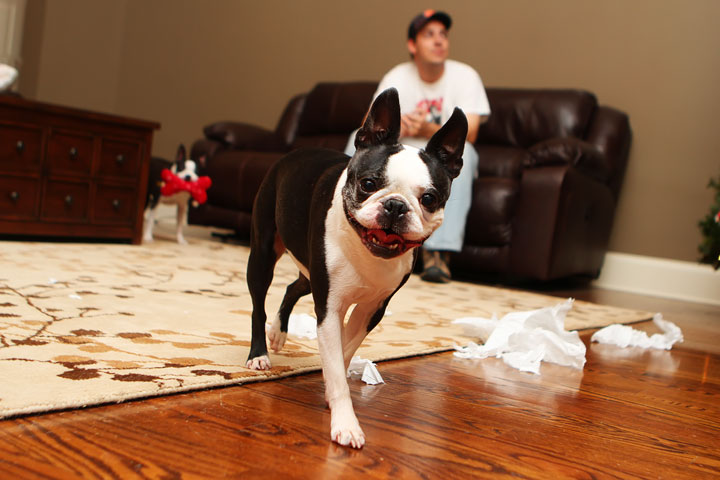 Miley and Howie Boston Terrier Christmas Miley and Howie Boston Terrier Christmas