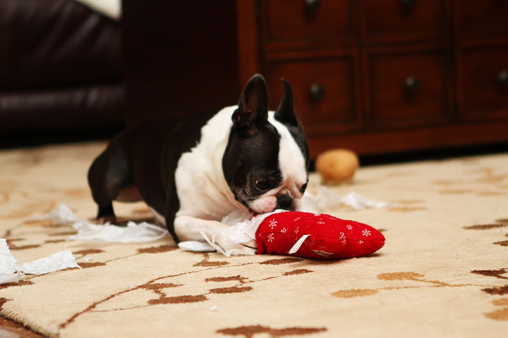 Miley and Howie Boston Terrier Christmas Miley and Howie Boston Terrier Christmas