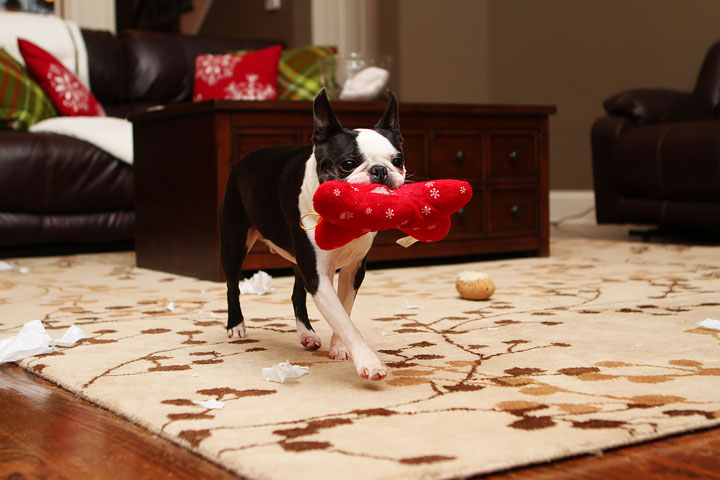 Miley and Howie Boston Terrier Christmas Miley and Howie Boston Terrier Christmas