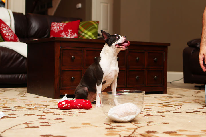 Miley and Howie Boston Terrier Christmas Miley and Howie Boston Terrier Christmas
