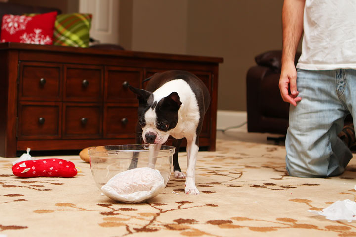 Miley and Howie Boston Terrier Christmas Miley and Howie Boston Terrier Christmas