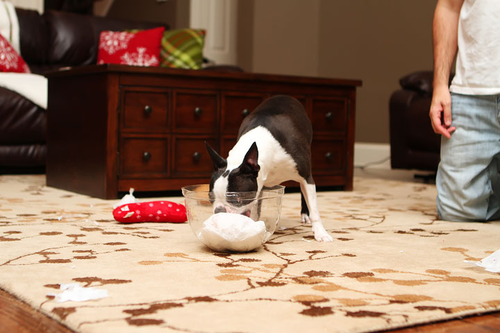 Miley and Howie Boston Terrier Christmas Miley and Howie Boston Terrier Christmas