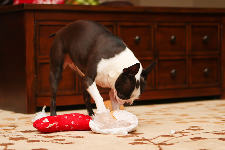 Miley and Howie Boston Terrier Christmas Miley and Howie Boston Terrier Christmas