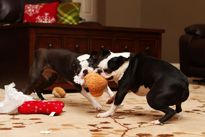 Miley and Howie Boston Terrier Christmas Miley and Howie Boston Terrier Christmas
