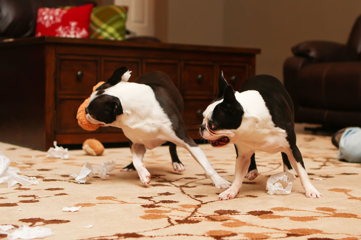 Miley and Howie Boston Terrier Christmas Miley and Howie Boston Terrier Christmas