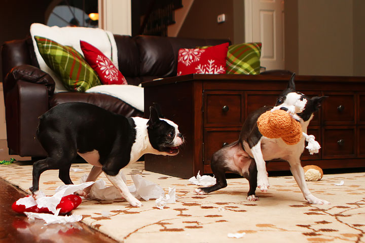 Miley and Howie Boston Terrier Christmas Miley and Howie Boston Terrier Christmas