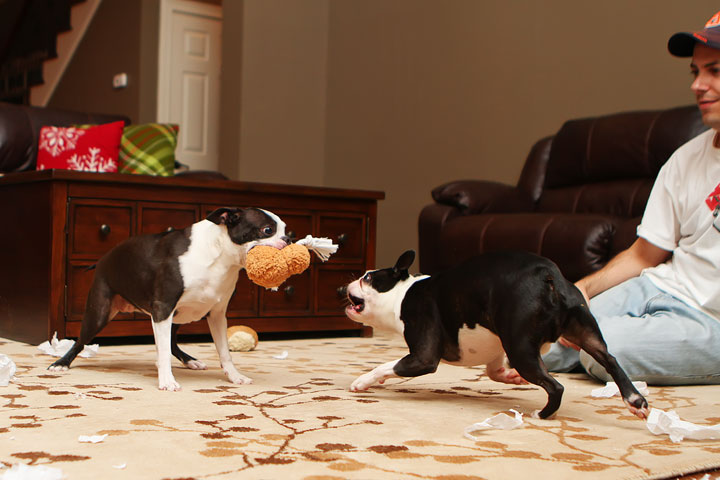 Miley and Howie Boston Terrier Christmas Miley and Howie Boston Terrier Christmas
