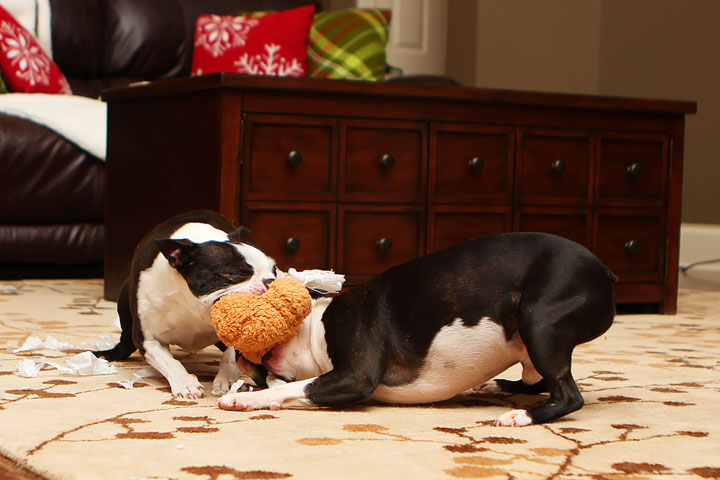 Miley and Howie Boston Terrier Christmas Miley and Howie Boston Terrier Christmas