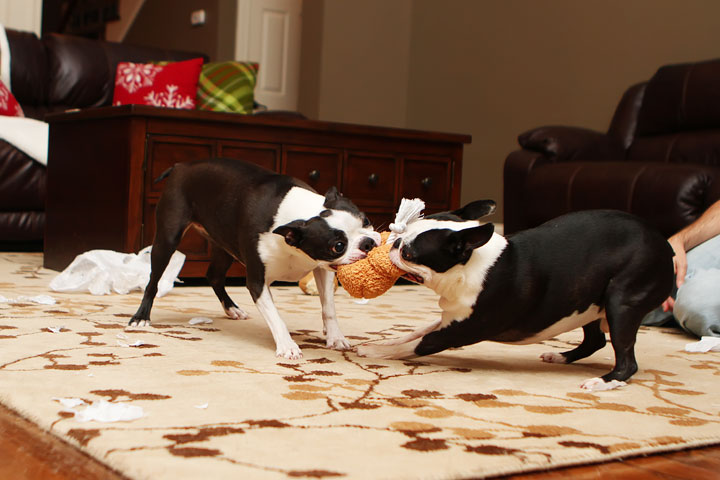 Miley and Howie Boston Terrier Christmas Miley and Howie Boston Terrier Christmas