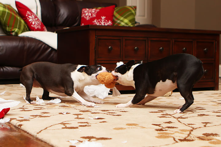 Miley and Howie Boston Terrier Christmas Miley and Howie Boston Terrier Christmas