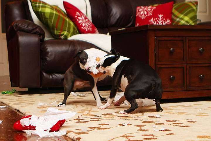 Miley and Howie Boston Terrier Christmas Miley and Howie Boston Terrier Christmas