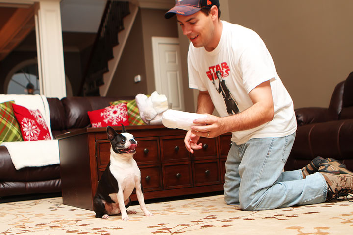 Miley and Howie Boston Terrier Christmas Miley and Howie Boston Terrier Christmas