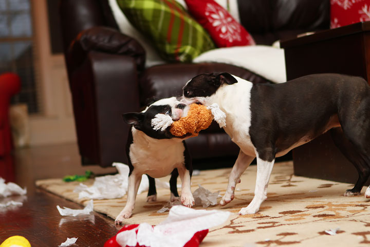 Miley and Howie Boston Terrier Christmas Miley and Howie Boston Terrier Christmas