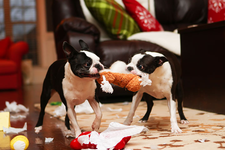 Miley and Howie Boston Terrier Christmas Miley and Howie Boston Terrier Christmas