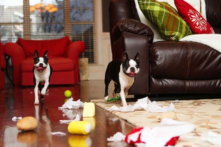 Miley and Howie Boston Terrier Christmas Miley and Howie Boston Terrier Christmas