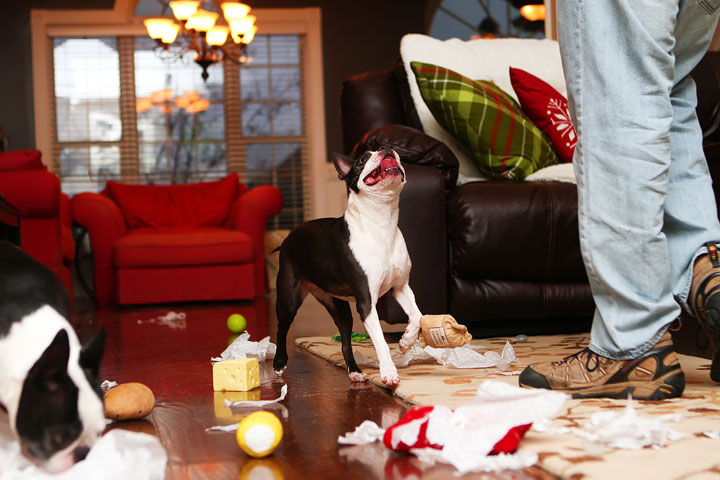 Miley and Howie Boston Terrier Christmas Miley and Howie Boston Terrier Christmas