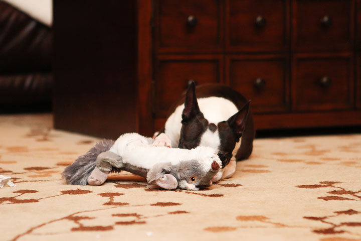 Miley and Howie Boston Terrier Christmas Miley and Howie Boston Terrier Christmas