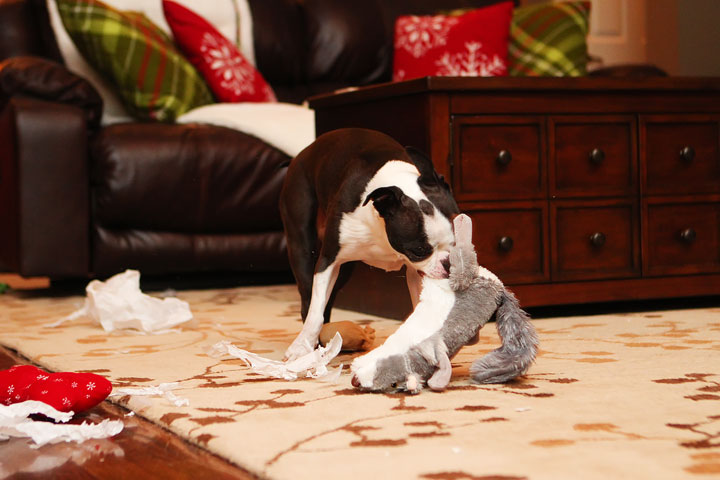 Miley and Howie Boston Terrier Christmas Miley and Howie Boston Terrier Christmas