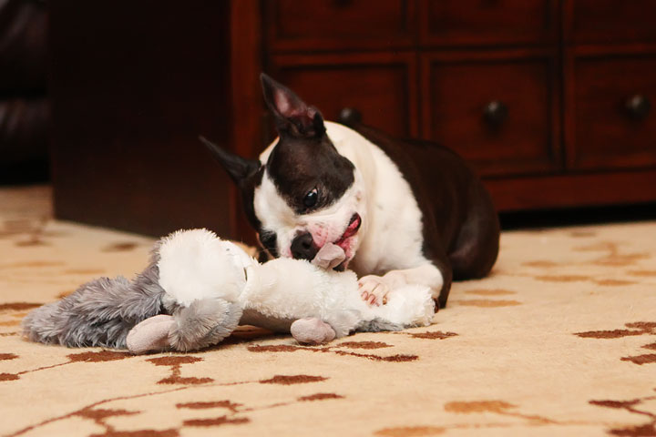 Miley and Howie Boston Terrier Christmas Miley and Howie Boston Terrier Christmas
