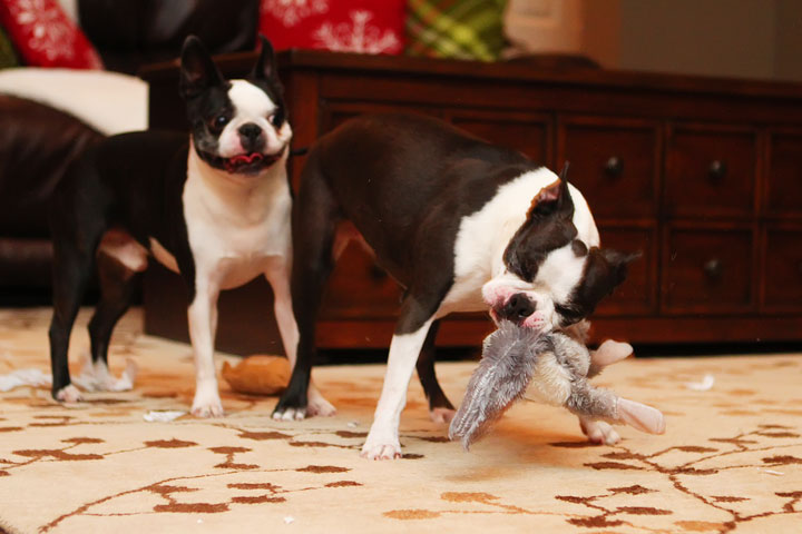 Miley and Howie Boston Terrier Christmas Miley and Howie Boston Terrier Christmas