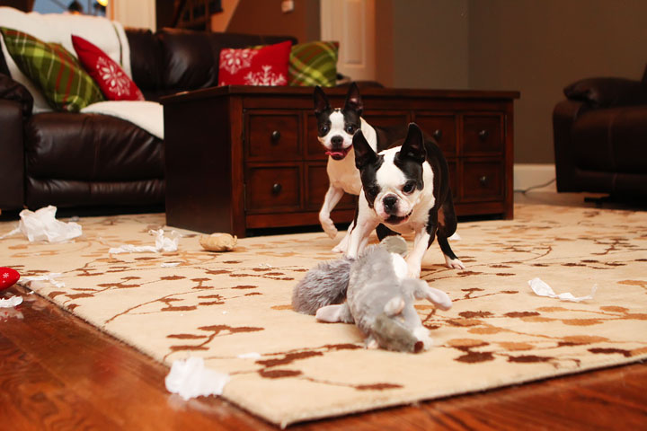 Miley and Howie Boston Terrier Christmas Miley and Howie Boston Terrier Christmas