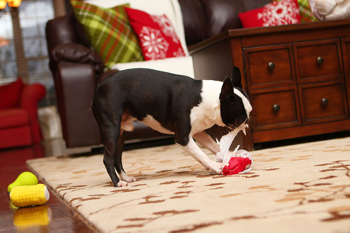 Miley and Howie Boston Terrier Christmas Miley and Howie Boston Terrier Christmas