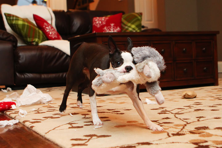 Miley and Howie Boston Terrier Christmas Miley and Howie Boston Terrier Christmas