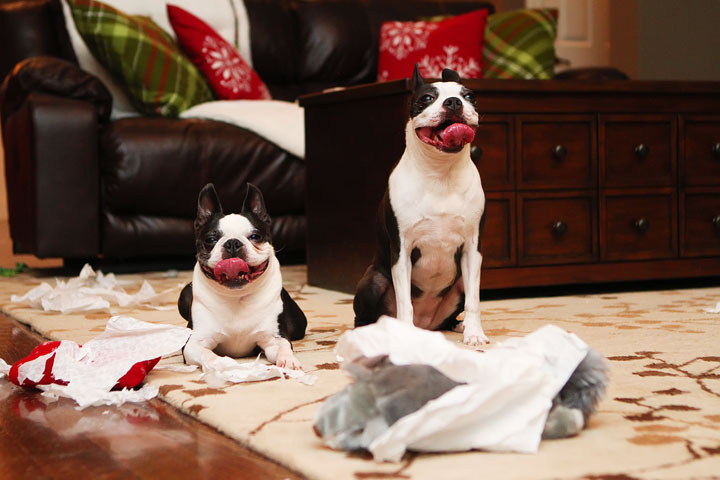 Miley and Howie Boston Terrier Christmas Miley and Howie Boston Terrier Christmas