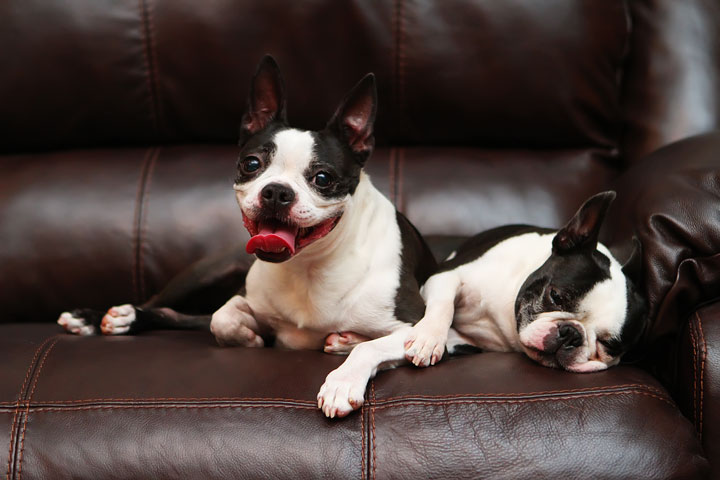Miley and Howie Boston Terrier Christmas Miley and Howie Boston Terrier Christmas
