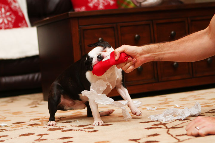Miley and Howie Boston Terrier Christmas Miley and Howie Boston Terrier Christmas