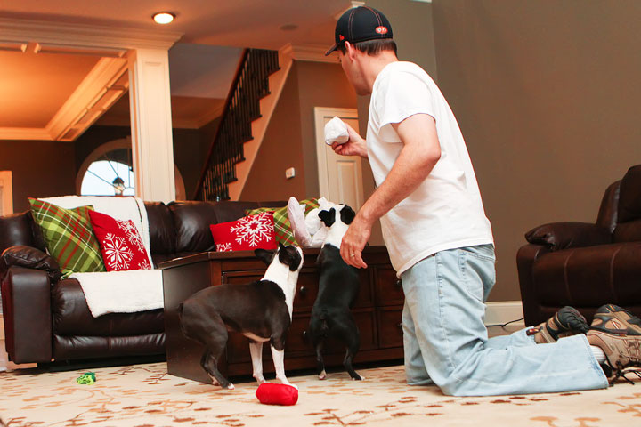 Miley and Howie Boston Terrier Christmas Miley and Howie Boston Terrier Christmas