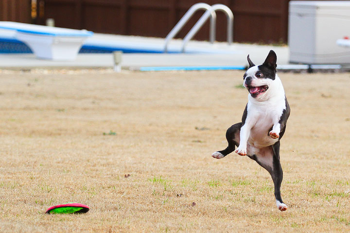 Boston Terrier Frisbee Revenge