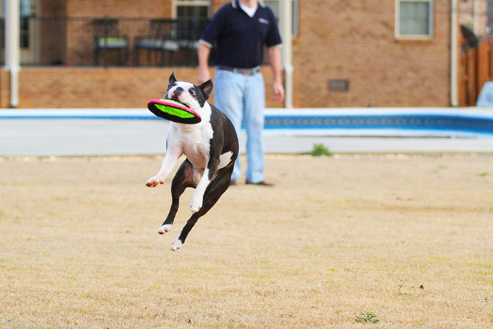 Boston Terrier Catches Frisbee Boston Terrier Catches Frisbee
