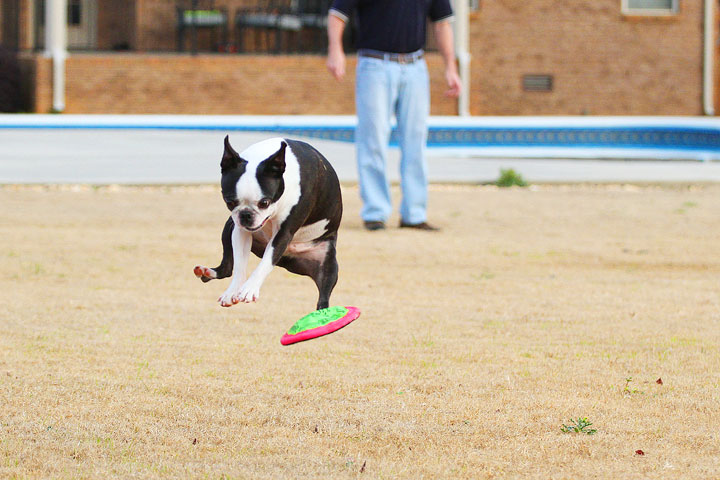 Boston Terrier Catches Frisbee Boston Terrier Catches Frisbee