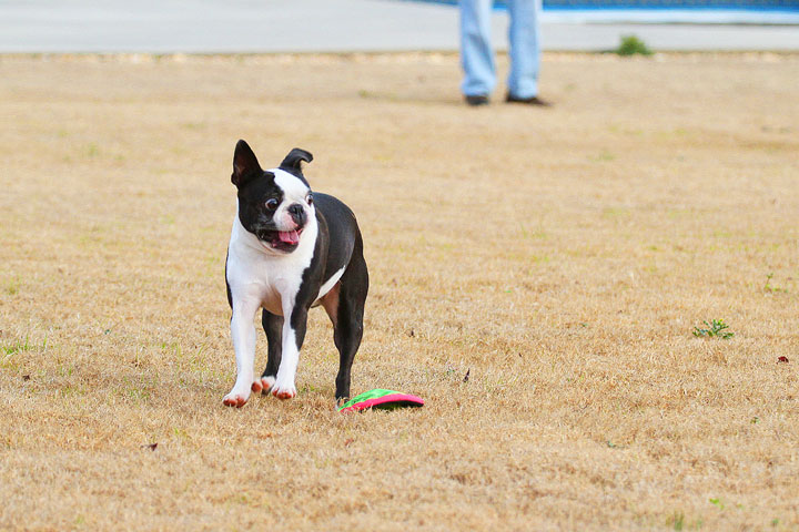 Boston Terrier Catches Frisbee Boston Terrier Catches Frisbee