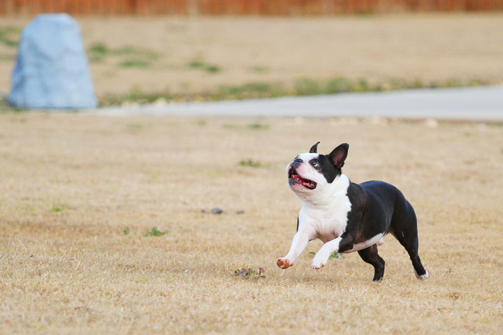 Boston Terrier Catches Frisbee Boston Terrier Catches Frisbee