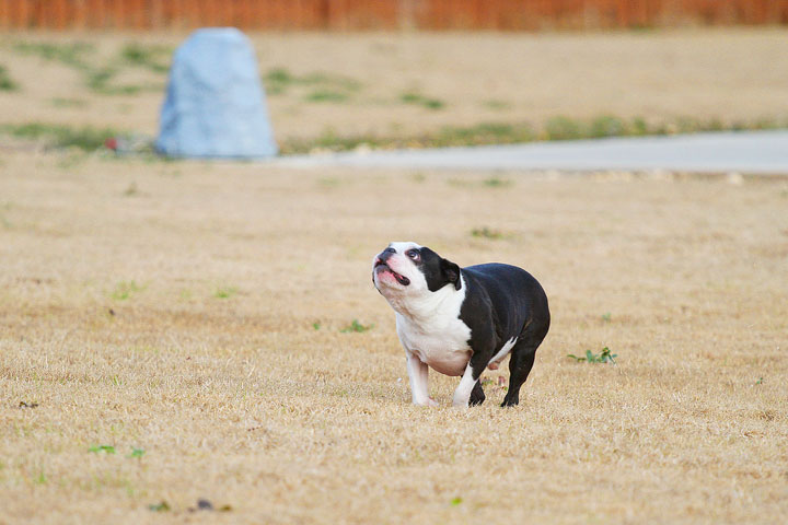 Boston Terrier Catches Frisbee Boston Terrier Catches Frisbee