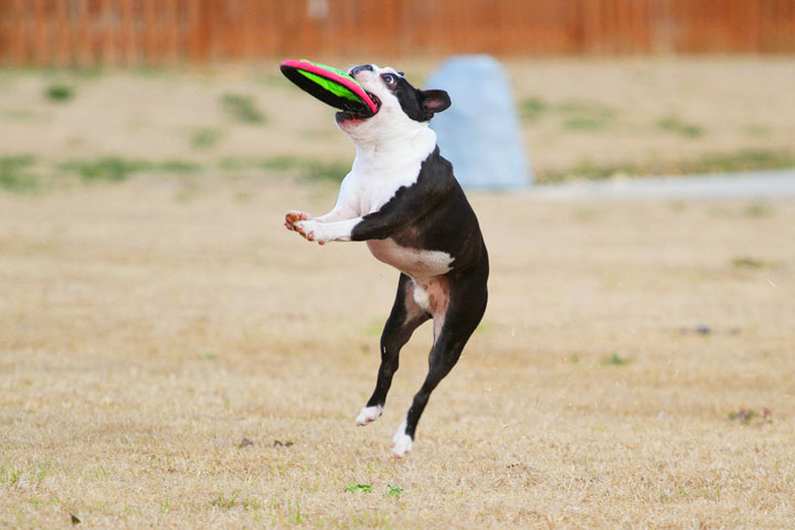 Boston Terrier Catches Frisbee Boston Terrier Catches Frisbee