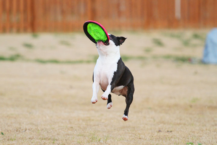 Boston Terrier Catches Frisbee Boston Terrier Catches Frisbee