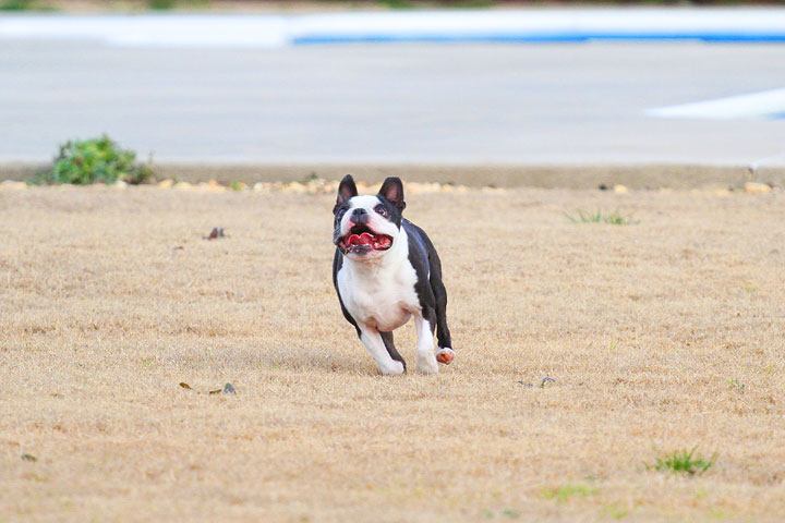 Boston Terrier Catches Frisbee Boston Terrier Catches Frisbee